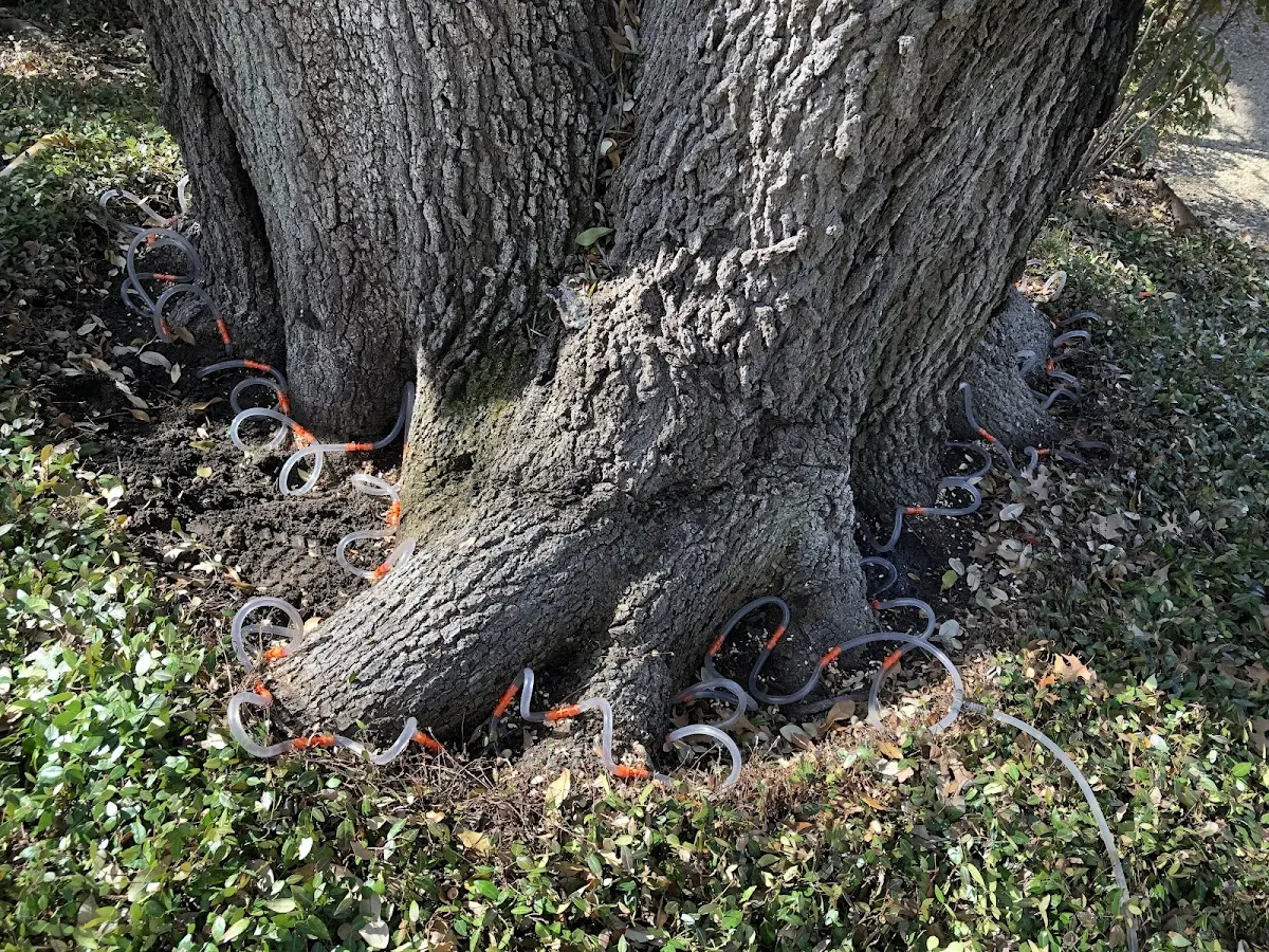 Detailed Tree Cabling and Bracing job site in Richardton