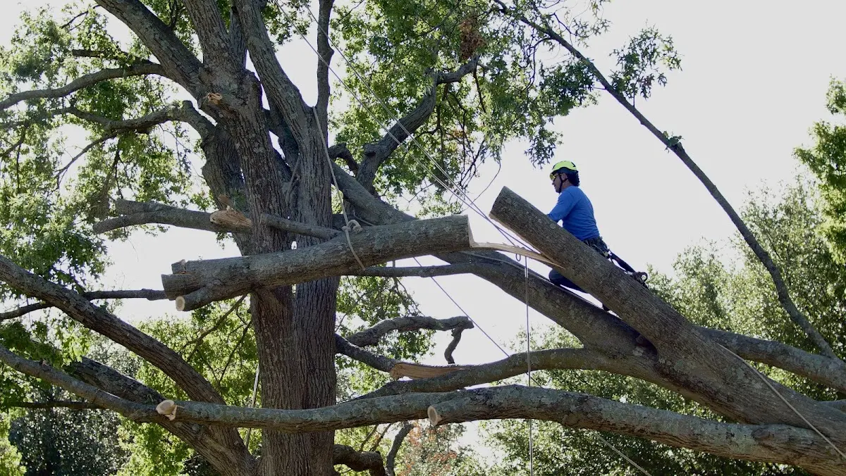 Professional Crown Thinning performed by certified arborists in Richardton