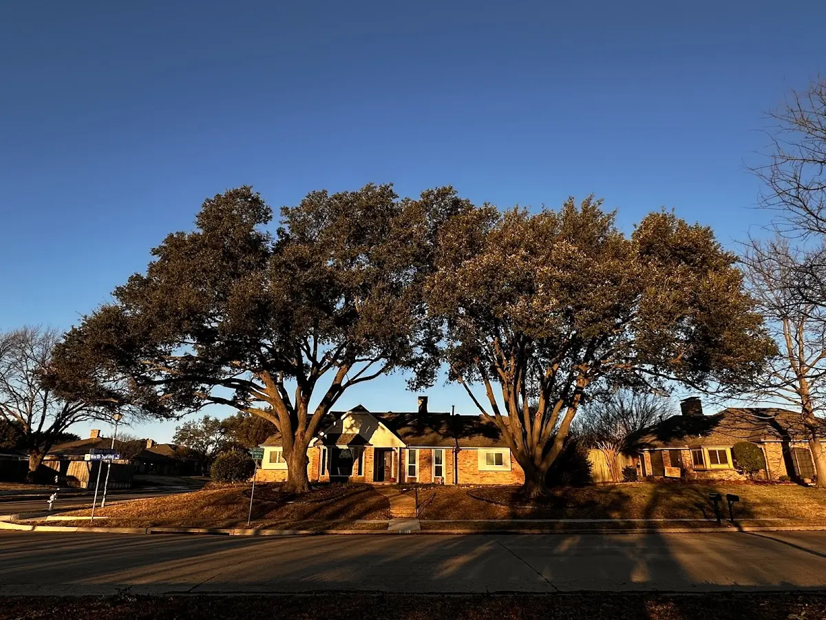 Established residential canopy tree shading a home in Richardton